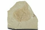 Detailed Fossil Leaf (Populus) - Green River Formation, Utah #356115-1
